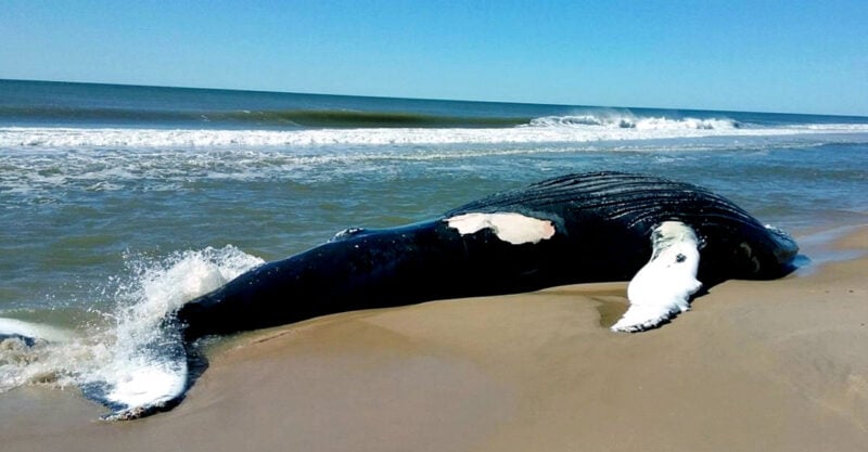 beached whales wind turbines feature 800x417 kPPvUI